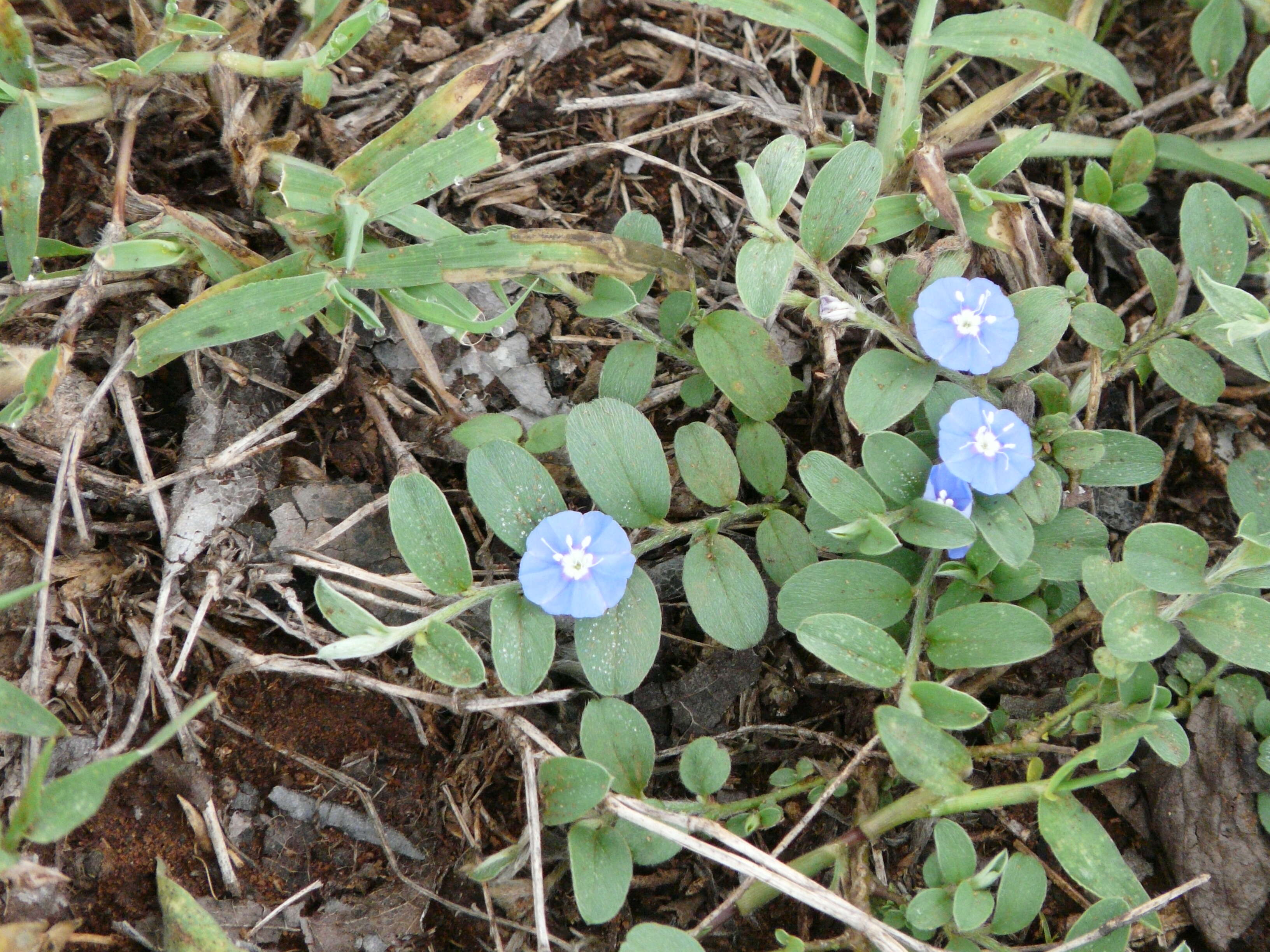 Image of slender dwarf morning-glory