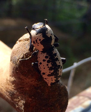 18.https www inaturalist org photos 2062916.580x360