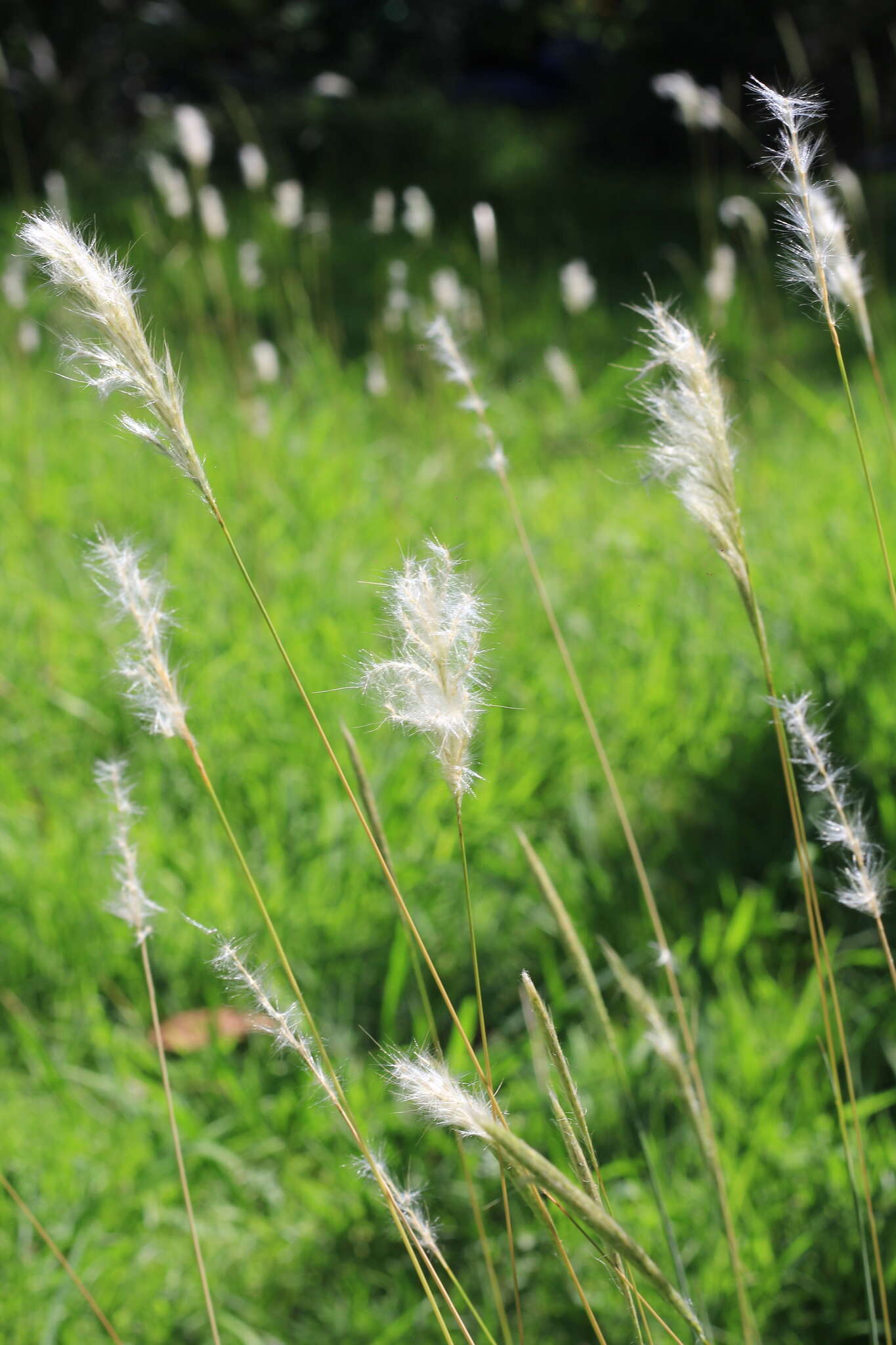 Image of silver beardgrass