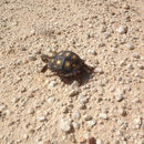 Image of Texas tortoise