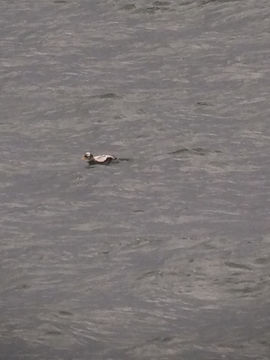 Image of Spectacled Eider
