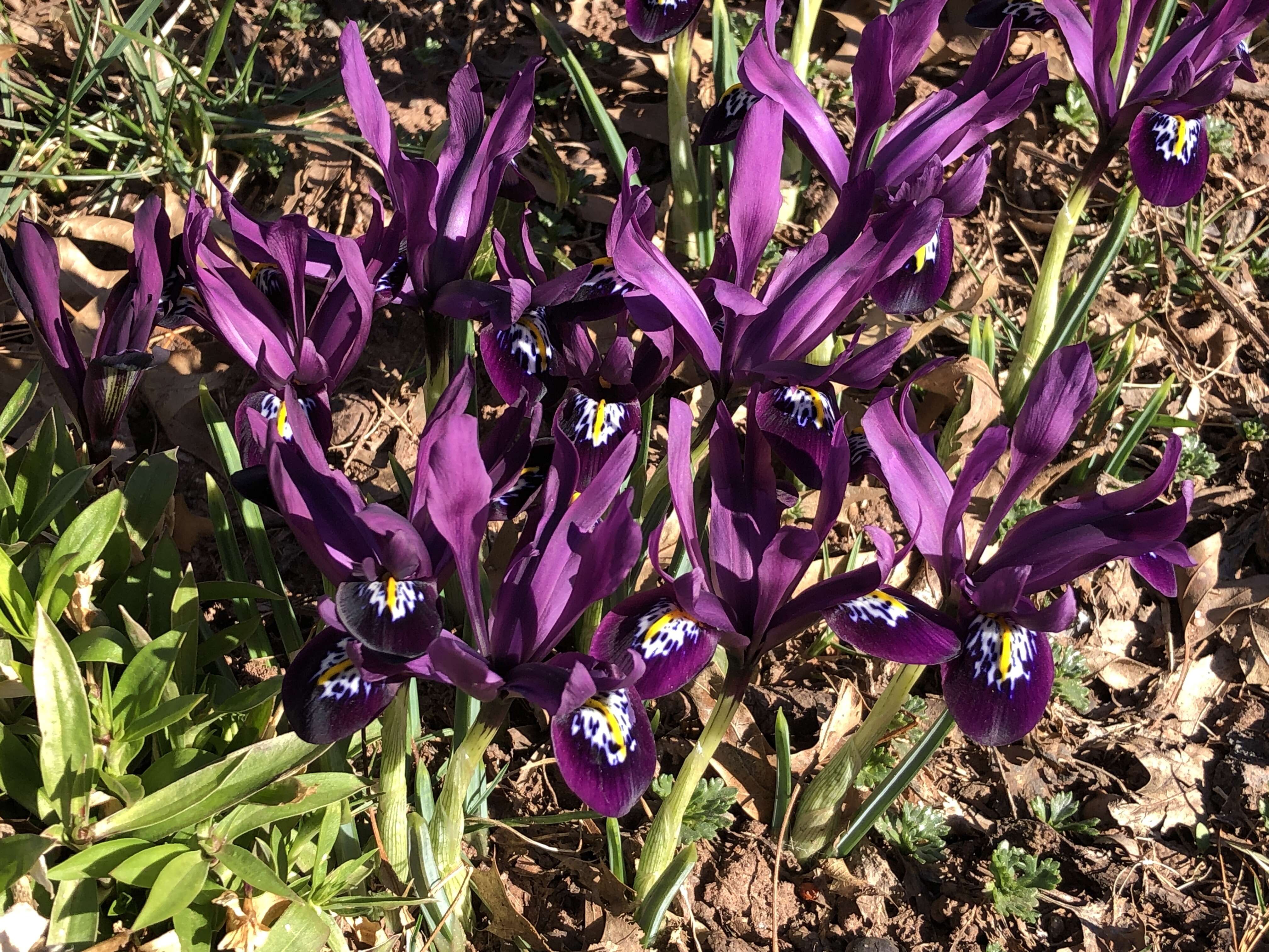 Image of Iris reticulata M. Bieb.