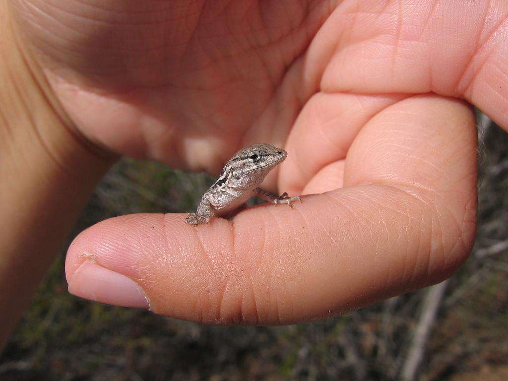 Image of common side-blotched lizard