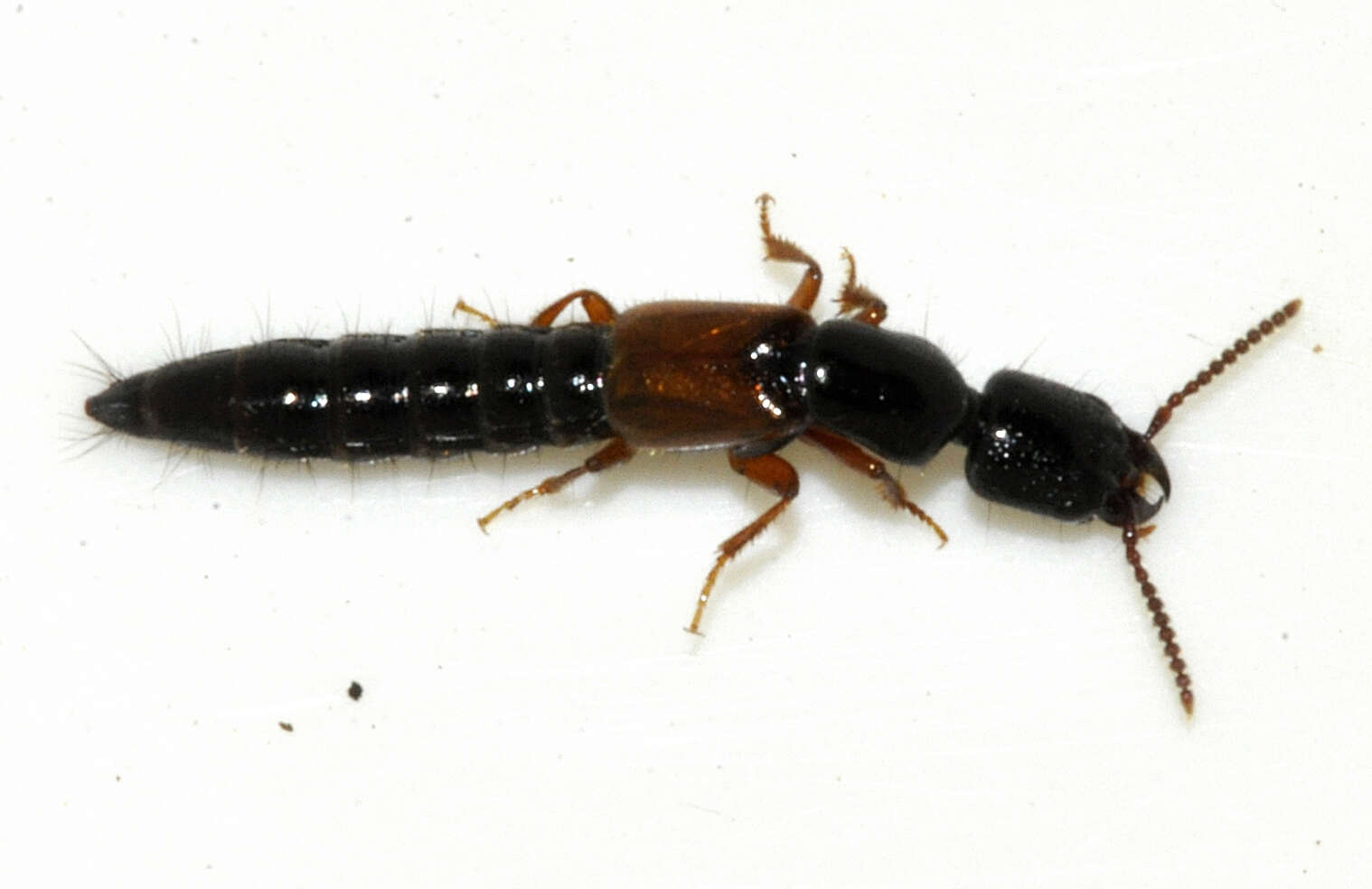 Image of Nudobius