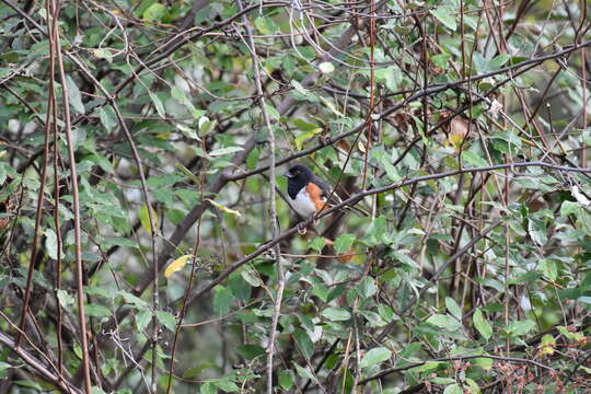 Image of Eastern Towhee