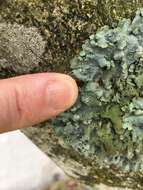 Image of Hammered shield lichen