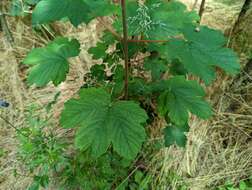 Imagem de Acer pseudoplatanus L.