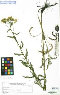 Image of Achillea collina J. Becker ex Rchb.