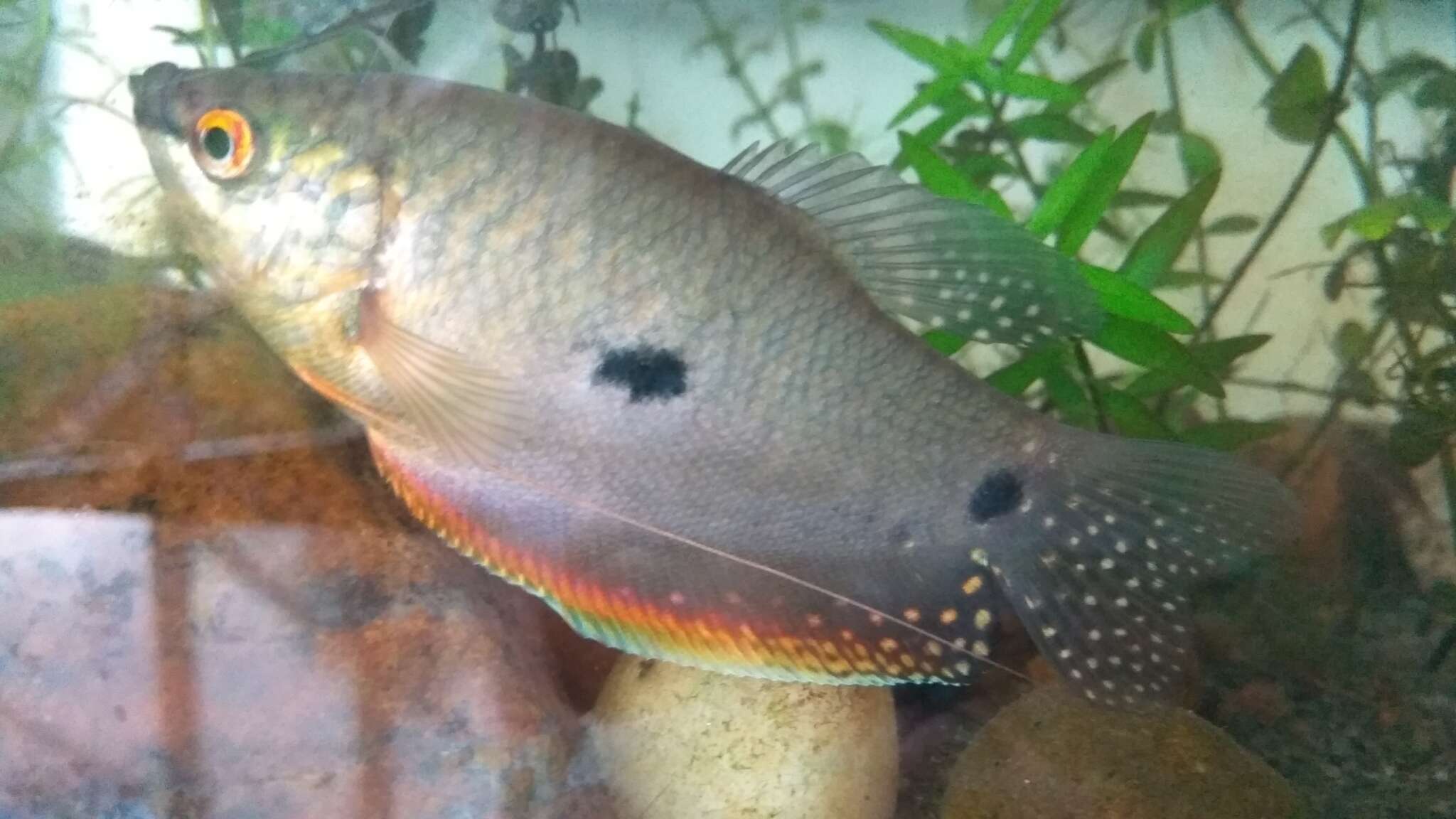 Image of Blue gourami