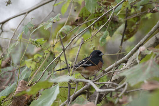 Image of Eastern Towhee