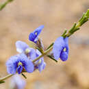 Plancia ëd Mirbelia floribunda Benth.