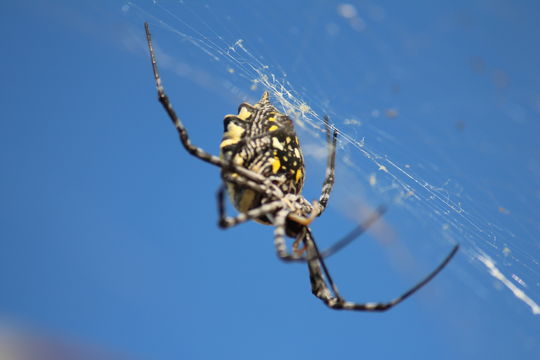 18.https www inaturalist org photos 2069314.580x360