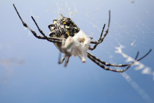 Image of <i>Argiope australis</i> (Walckenaer 1805)