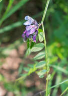 Image of bush vetch