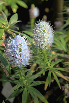 Echium nervosum Dryand. ex Ait.的圖片