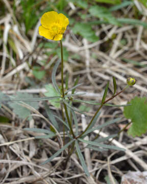 Image of Goldilocks Buttercup