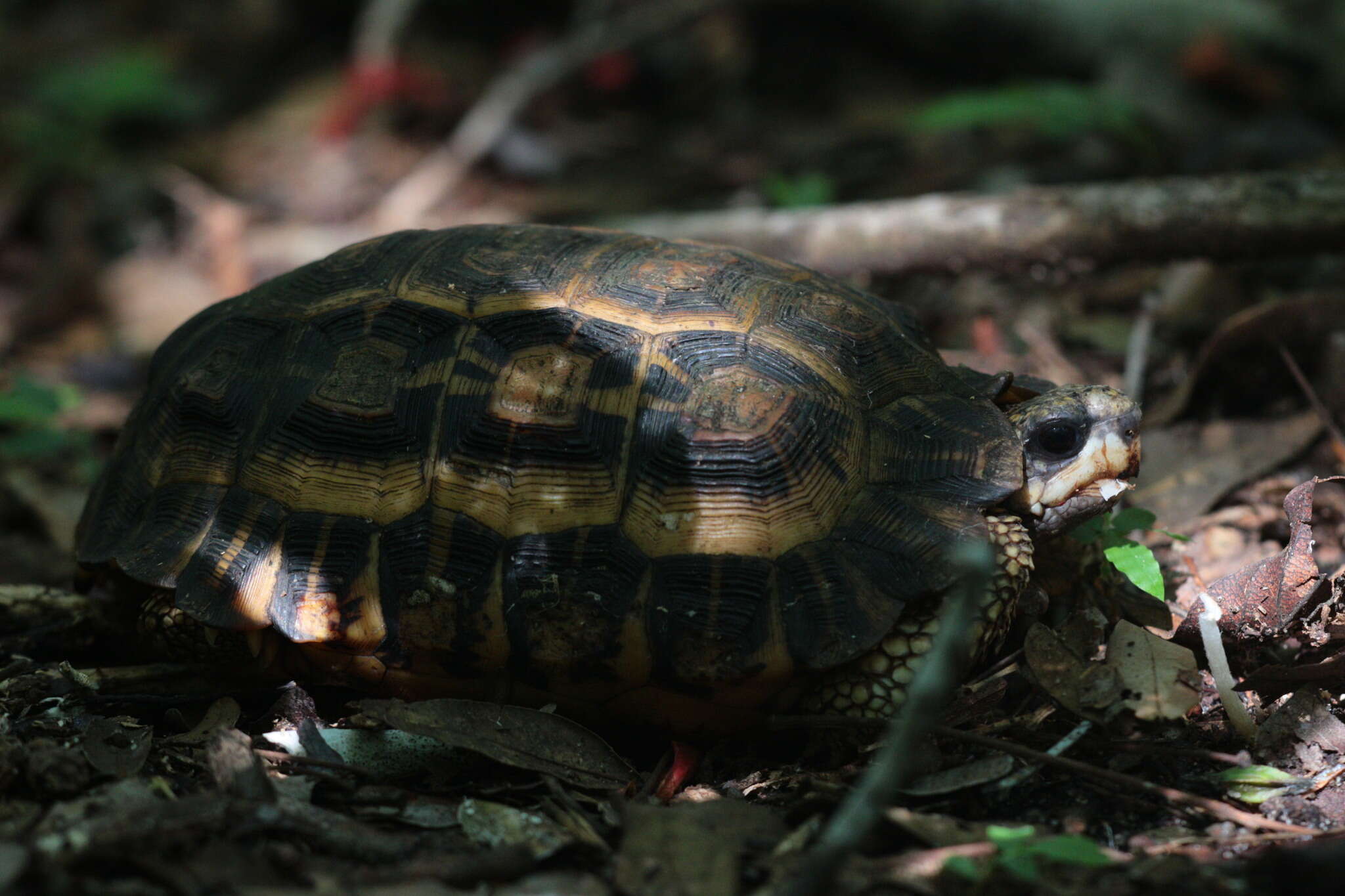 Image of Flat-backed Spider Tortoise