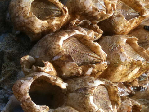 Image of Ivory barnacle