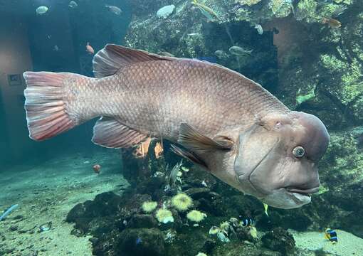 Image of sheepshead