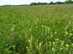 Image of Yellow rattle