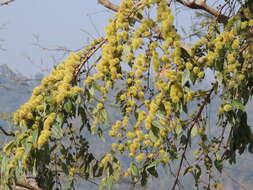 Image de Terminalia phillyreifolia (Van Heurck & Müll. Arg.) Gere & Boatwr.