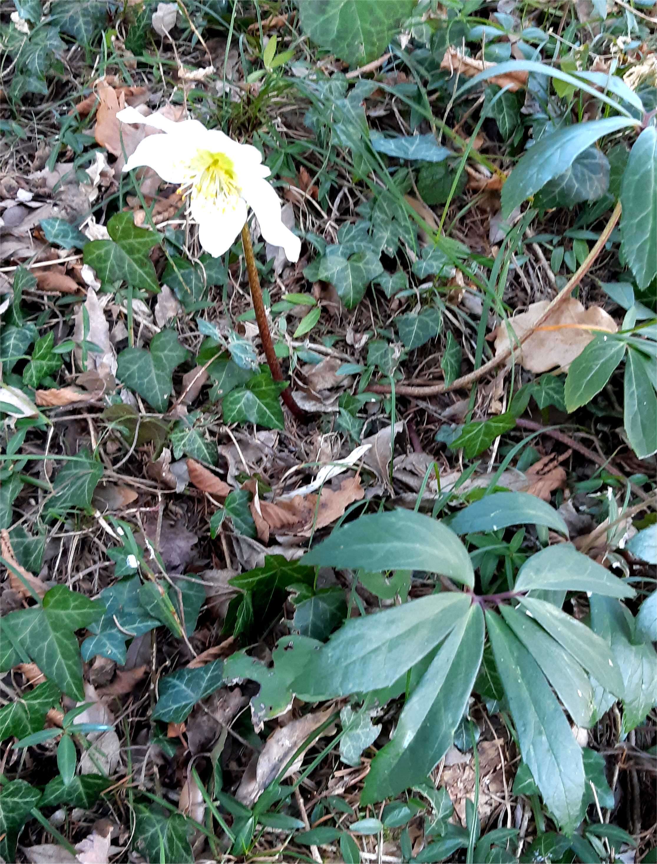 Image of black hellebore