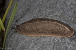 Image of <i>Leidyula floridana</i>