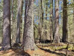 Image of eastern white pine