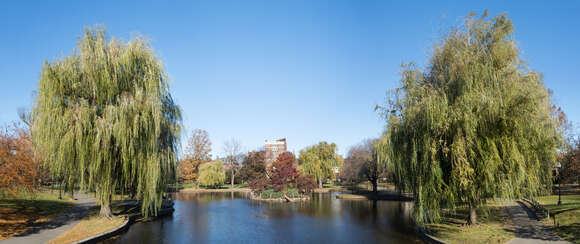 Image of Peking Willow