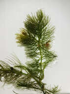 Image of Soft Hornwort