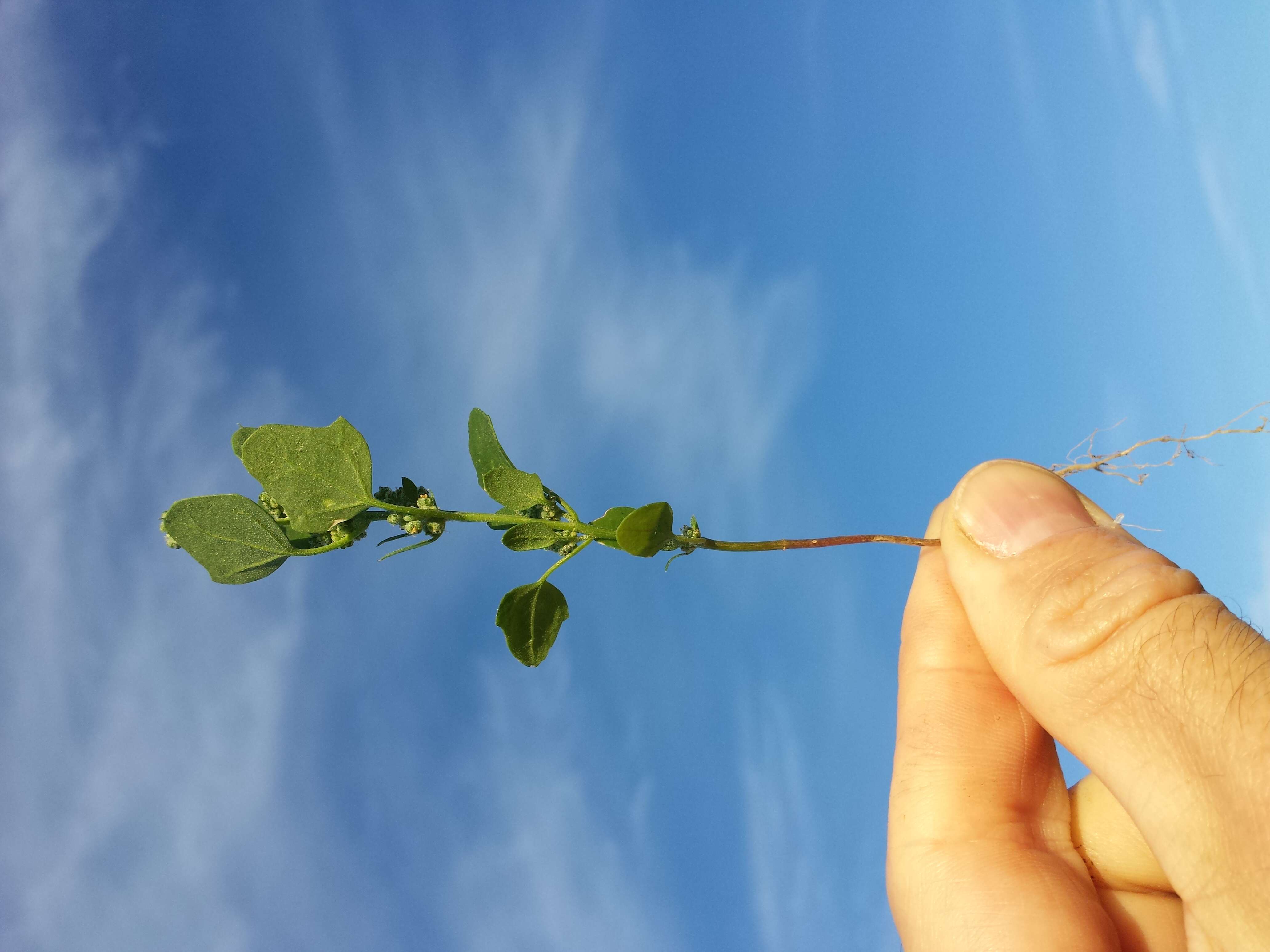 Image of Grey Goosefoot