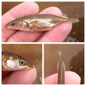 18.https www inaturalist org photos 2074215.580x360