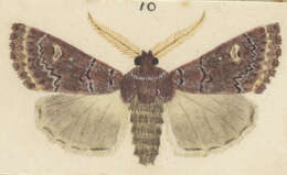 Image of Ichneutica marmorata Hudson 1924