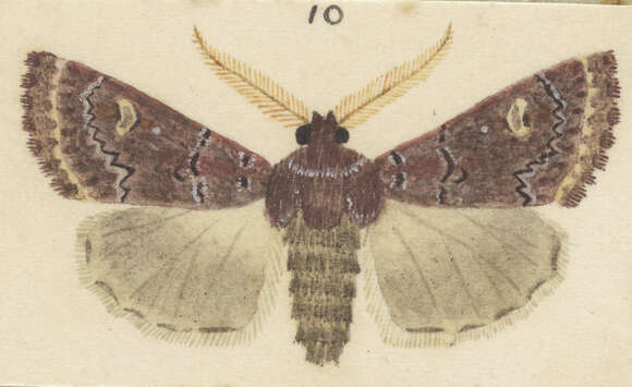 Image of Ichneutica marmorata Hudson 1924