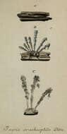 Image of Gibellula pulchra Cavara 1894