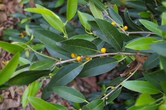 Image of Ficus obliqua G. Forster