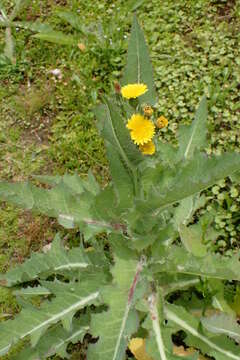 Imagem de Sonchus kirkii B. G. Hamlin