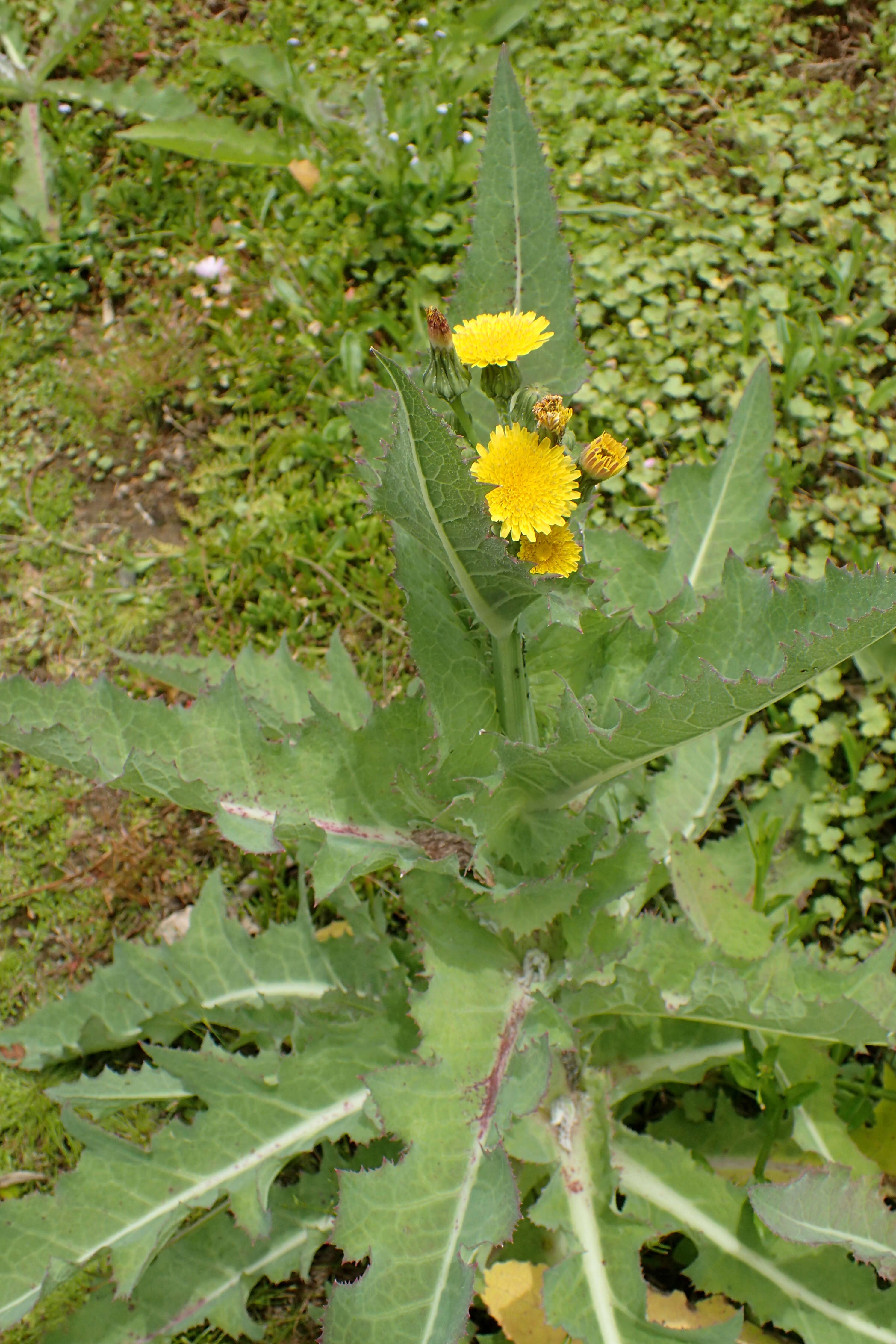 Imagem de Sonchus kirkii B. G. Hamlin