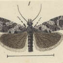 Image of Cnephasia melanophaea Meyrick 1927