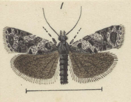 Image of Cnephasia melanophaea Meyrick 1927