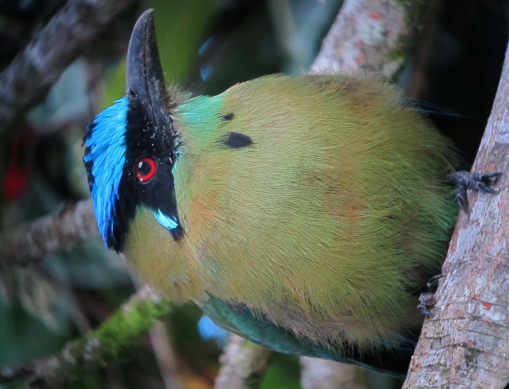 Image of Andean Motmot