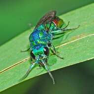 Image of Chrysis fulgida