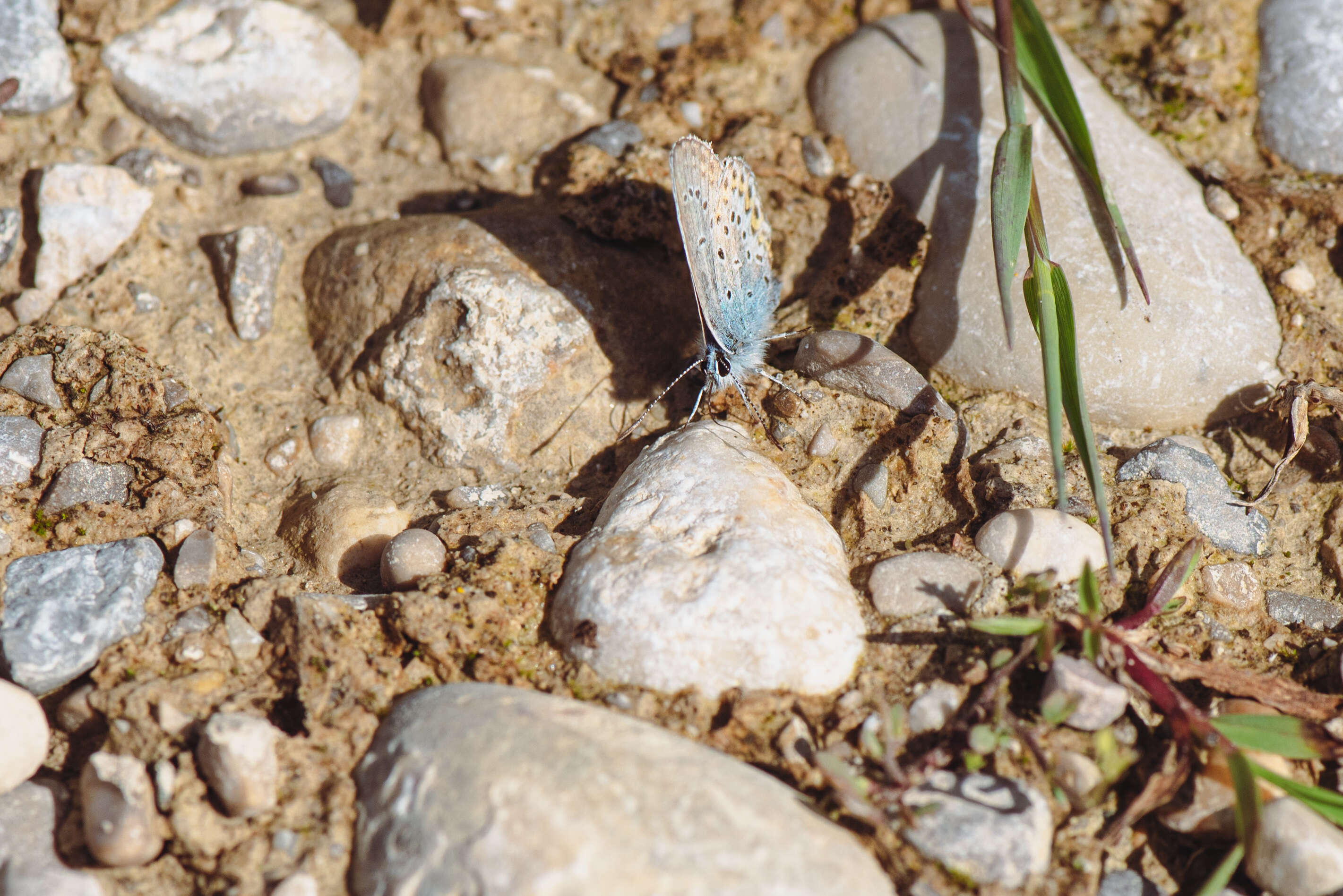 Image of Plebejus idas