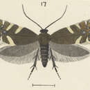 Image de Glyphipterix scintilla Clarke 1926