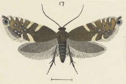 Image of Glyphipterix scintilla Clarke 1926