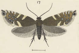 Слика од Glyphipterix scintilla Clarke 1926