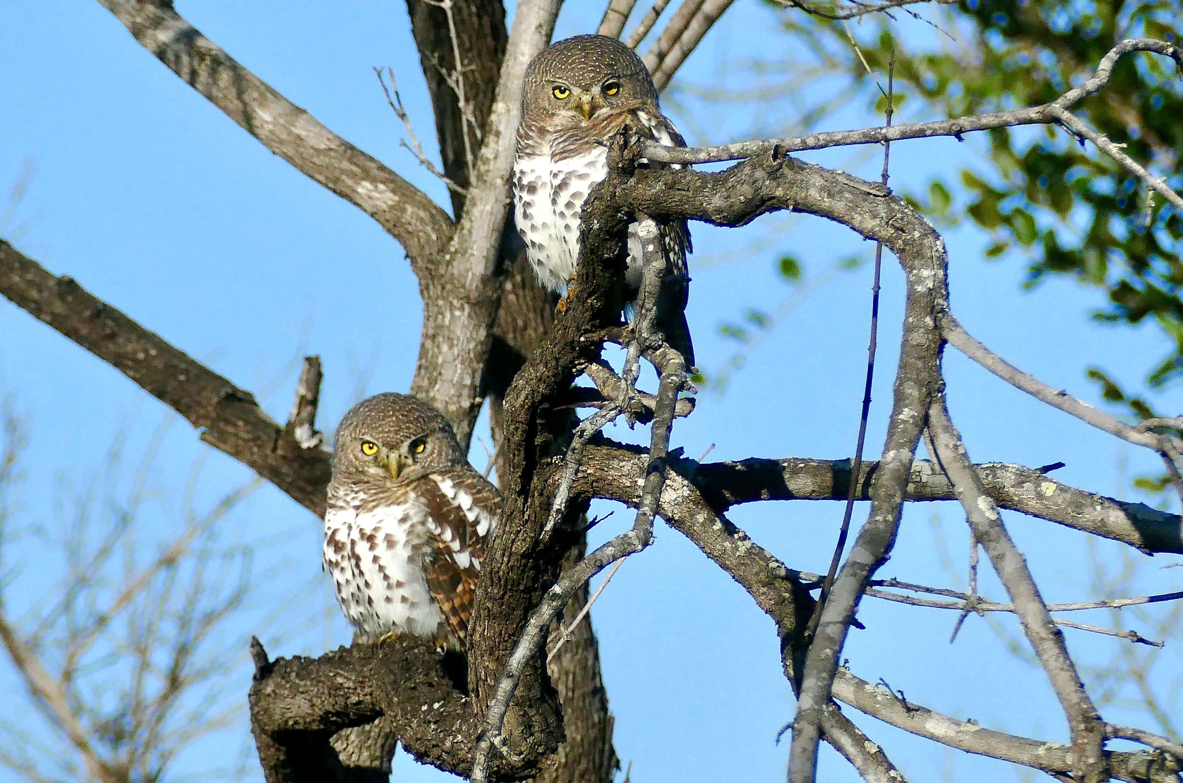 Image of African Barred Owlet