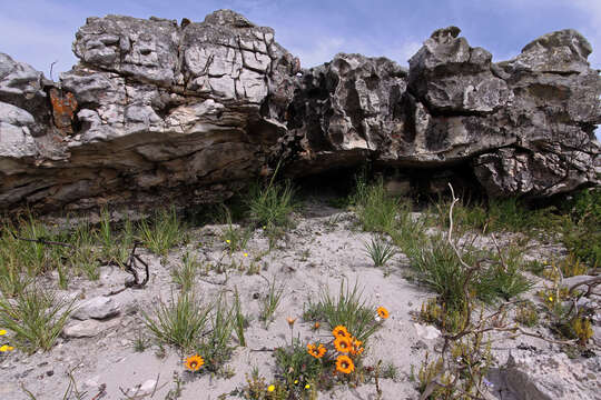 Imagem de Gazania pectinata (Thunb.) Hartweg