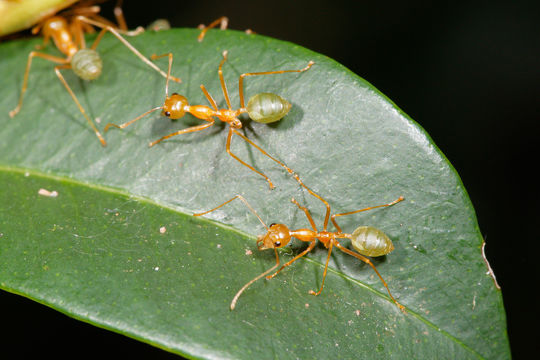 Image of Asian Weaver Ant