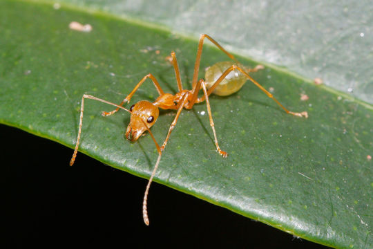 Image of Asian Weaver Ant